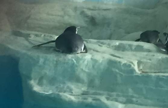 涌流_涌流的读音_涌流的意思